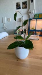 Hoya Fungii, Ophalen of Verzenden, Overige soorten, Minder dan 100 cm