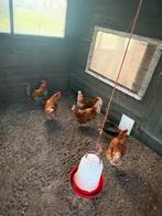 Bruine leg kippen van juli 2025 volop aan de leg!, Dieren en Toebehoren, Pluimvee, Vrouwelijk, Kip