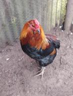Prachtige raszuivere Araucana haan, voorjaar 2025, Mannelijk, Kip