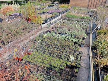 Div.vaste planten en siergrassen  beschikbaar voor biedingen