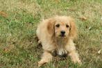 Vrolijke Cockapoo x Cocker Spaniel pups, Nederland, CDV (hondenziekte), 8 tot 15 weken, Meerdere