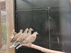 Koppels oosterse tortels | Sierlijke duif | Unieke duiven, Dieren en Toebehoren, Vogels | Duiven, Meerdere dieren, Tortelduif