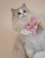Prachtige getest ragdoll moederpoes met stamboom voor winter, Poes, Met stamboom, 0 tot 2 jaar