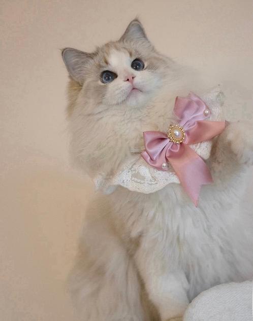 Prachtige getest ragdoll moederpoes met stamboom voor winter, Dieren en Toebehoren, Katten en Kittens | Raskatten | Langhaar, Poes
