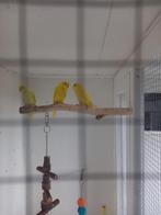 3 mooie gele parkietjes, Dieren en Toebehoren, Vogels | Parkieten en Papegaaien, Meerdere dieren, Parkiet