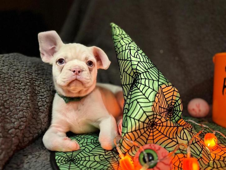 Leuke Franse Bulletjes open neusje en staartjes, Dieren en Toebehoren, Honden | Bulldogs, Pinschers en Molossers, Meerdere dieren