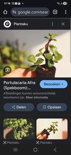 Gezocht grotere Portucalaria, Ophalen of Verzenden, Volle zon, Overige soorten