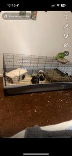 cavia’s, Dieren en Toebehoren, Minder dan 60 cm, Kooi, 110 cm of meer, Ophalen of Verzenden