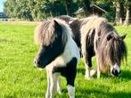 Palomino merrie en div veulens, Dieren en Toebehoren, Merrie