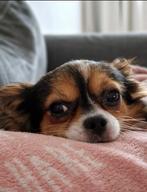 Chihuahua reu, Dieren en Toebehoren, Reu, Eén hond, Chihuahua, 3 tot 5 jaar