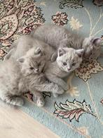 Britse Korthaar & Langhaar kittens – lilac kleur – te koop, Ontwormd