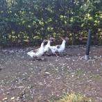 Fantastisch koppel twentse Landganzen 2024 - gans ganzen, Dieren en Toebehoren, Meerdere dieren, Gans of Zwaan