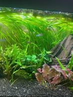 Vallisneria aquariumplanten, Dieren en Toebehoren, Vissen | Aquaria en Toebehoren, Ophalen, Plant(en), Steen of Hout