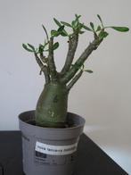 Nova Tanzania -[Adenium Obesum -plantje van 3 jaar [nr 6], Huis en Inrichting, Kamerplanten, Overige soorten, Ophalen of Verzenden