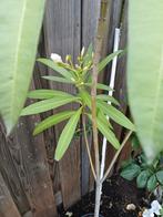 oleander hagelwit OP=OP, Ophalen, Zomer, Overige soorten, Volle zon
