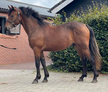 Luxe kleine D pony met extra springkwaliteit. beschikbaar voor biedingen