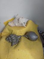 13942) decoratie  grote schelp en 2xslakenhuis, Verzamelen, Mineralen en Fossielen, Ophalen of Verzenden, Schelp(en)