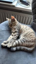 Lieve kitten, Dieren en Toebehoren, Katten en Kittens | Overige Katten, Poes
