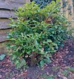 Laurier, Tuin en Terras, Ophalen, Laurier, Struik, Minder dan 100 cm