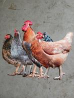 Kippen bord, Meerdere dieren, Kip