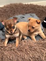 Pomchi Pups, Dieren en Toebehoren, Honden | Chihuahua's en Gezelschapshonden, Overige rassen, 8 tot 15 weken, CDV (hondenziekte)