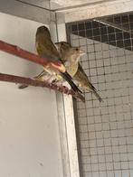 5 groenlingen, Meerdere dieren, Wildzangvogel, Geringd