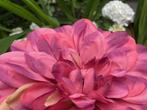 Kunstbloemen roze bruiloft, trouwerij, flower, versiering, Nieuw, Ophalen of Verzenden, Geboorte of Huwelijk