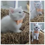 Katten, Dieren en Toebehoren, Katten en Kittens | Overige Katten, Poes