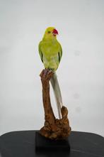 Opgezette Halsbandparkiet op Tak - Wildernis Atelier, Ophalen of Verzenden, Nieuw, Opgezet dier