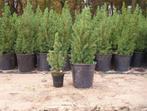 Kerstboompjes Conica`s in pot hele Mooie, Tuin en Terras, Planten | Bomen, Overige soorten, Zomer, Ophalen, Volle zon
