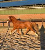 Schitterende Welsh pony ruin met een wauw factor, Dieren en Toebehoren, Paarden, Minder dan 160 cm, Ruin, Zadelmak, 3 tot 6 jaar