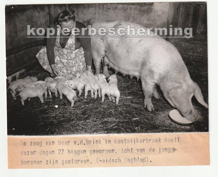 Kootwijkerbroek 27 biggen varken van boer van de Brink, Verzamelen, Foto's en Prenten, Gebruikt, Foto, Overige onderwerpen, 1940 tot 1960