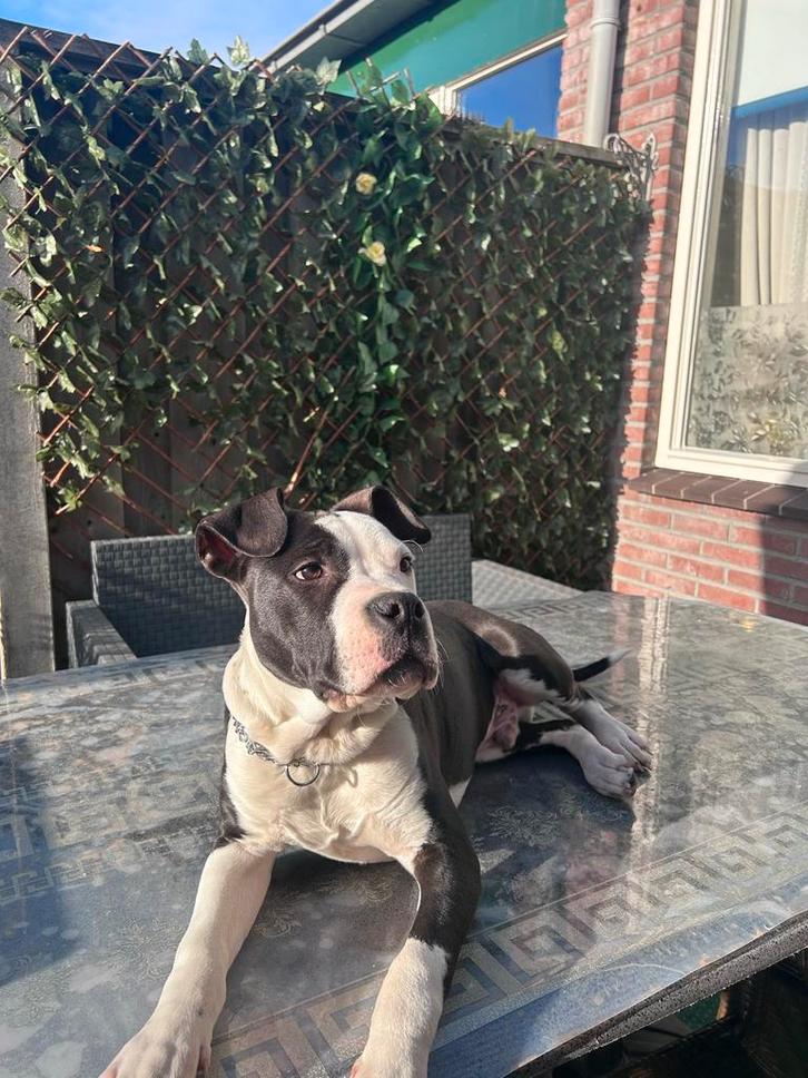Te koop: Amstaff reu van 5 maanden met stamboom, Dieren en Toebehoren, Honden | Niet-rashonden, Middel, Reu, Particulier, Eén hond