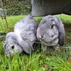 Super lief koppel Franse Hangoren, 5 jaar oud, Dieren en Toebehoren, Konijnen, Meerdere dieren, Groot, Hangoor, 3 tot 5 jaar