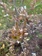 Krentenboom te koop, Tuin en Terras, Planten | Tuinplanten, Ophalen of Verzenden