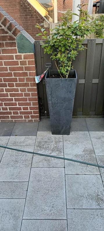 Plantenbak, bloempot, bloembak artstone vaas Ella  beschikbaar voor biedingen