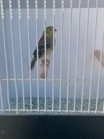 Treursijzen zwarte sijzen, Dieren en Toebehoren, Meerdere dieren, Geringd