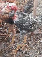 Indio mix, Dieren en Toebehoren, Meerdere dieren, Kip