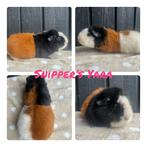 Mooie us-teddy cavia’s te koop, Meerdere dieren, Cavia, Voor 1 juli 2024, Tam