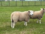 Swif/Tex dekrammen, zwoegervrij en ARR/ARR, Dieren en Toebehoren, Schapen, Geiten en Varkens, Mannelijk, Schaap