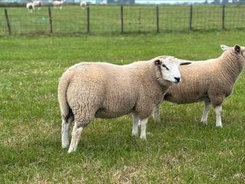 Swif/Tex dekrammen, zwoegervrij en ARR/ARR beschikbaar voor biedingen