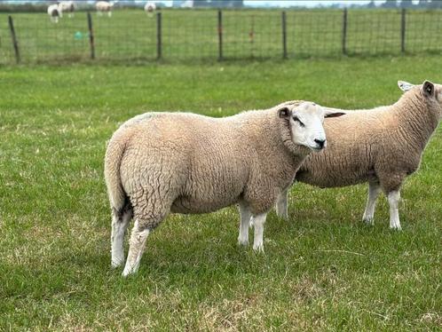 Swif/Tex dekrammen, zwoegervrij en ARR/ARR, Dieren en Toebehoren, Schapen, Geiten en Varkens, Schaap, Mannelijk