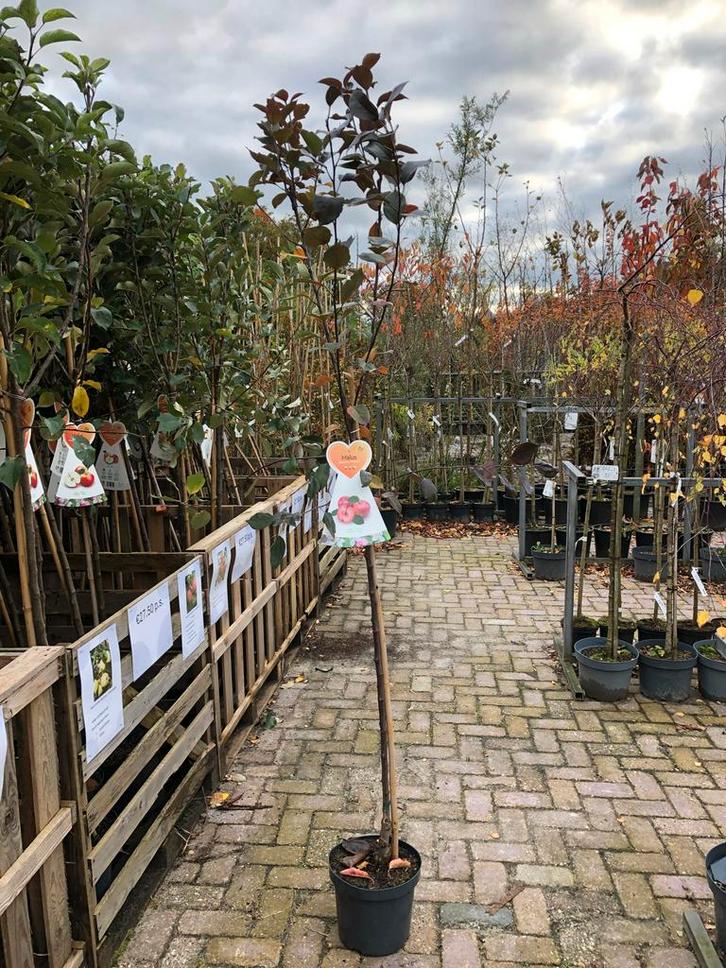 Vitalstar Fruitboom in Pot, Tuin en Terras, Planten | Bomen, Overige soorten, 100 tot 250 cm, Volle zon, Lente, In pot, Ophalen