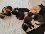 Kittens, Dieren en Toebehoren, Katten en Kittens | Overige Katten, Meerdere dieren, 0 tot 2 jaar
