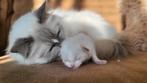 Ragdoll kittens met stamboom, Meerdere dieren, Met stamboom, 0 tot 2 jaar