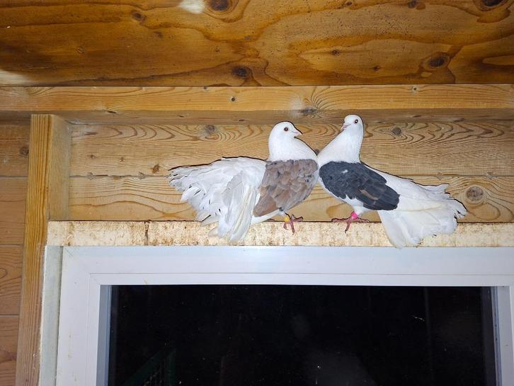 Pauwstaart schildduiven, Dieren en Toebehoren, Vogels | Duiven, Overige soorten, Meerdere dieren