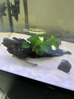 Kienhout met Anubias, Ophalen, Zo goed als nieuw, Plant(en), Steen of Hout