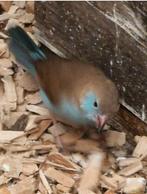 Blauwfazant pop gezocht, Dieren en Toebehoren, Vogels | Overige Vogels, Vrouwelijk