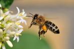 groot sterk Carnica bijenvolk, Bijen