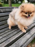 Dwergkees/ Pomeriaan FCI stamboom, Dieren en Toebehoren, 15 weken tot 1 jaar, Reu, Eén hond, Nederland